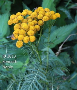 tansy (Tanacetum vulgare) Kenneth Noble
